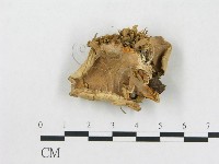 登錄號:F0015085藏品圖，第3張