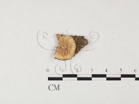 登錄號:F0015090藏品圖，第3張