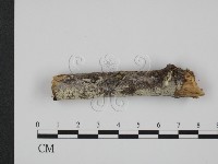 登錄號:F0015092藏品圖，第1張