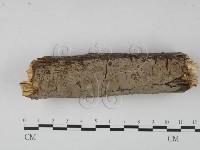 登錄號:F0015093藏品圖，第1張