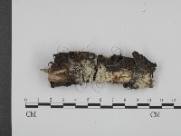 粗糙孢菌屬藏品圖，第1張
