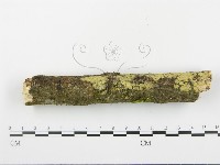 登錄號:F0015095藏品圖，第1張