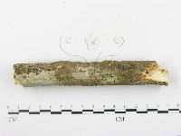登錄號:F0015095藏品圖，第5張
