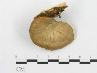 登錄號:F0015099藏品圖，第1張