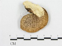 登錄號:F0015099藏品圖，第3張