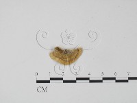 登錄號:F0015100藏品圖，第1張