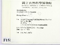 顯絲菌屬藏品圖，第2張
