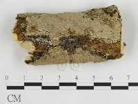 刺皮菌屬藏品圖，第1張