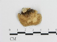 登錄號:F0015105藏品圖，第3張