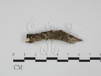 登錄號:F0015106藏品圖，第4張