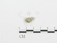 裂褶菌藏品圖，第1張