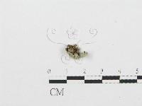 裂褶菌藏品圖，第3張