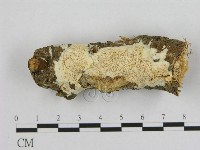 登錄號:F0015108藏品圖，第1張