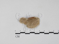 栓菌屬藏品圖，第1張
