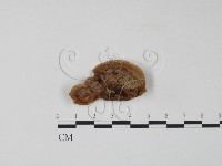 栓菌屬藏品圖，第3張