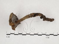 登錄號:F0015110藏品圖，第3張