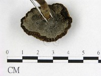 登錄號:F0015111藏品圖，第3張