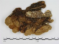 登錄號:F0015112藏品圖，第1張