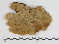 登錄號:F0015112藏品圖，第3張