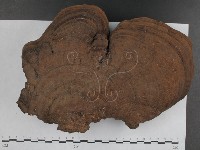 登錄號:F0015113藏品圖，第1張