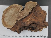登錄號:F0015113藏品圖，第3張