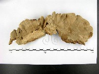 登錄號:F0015114藏品圖，第1張