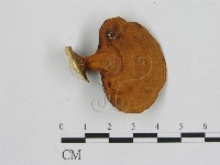 登錄號:F0015116藏品圖，第1張