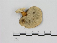 登錄號:F0015116藏品圖，第3張