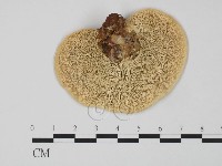 登錄號:F0015117藏品圖，第3張