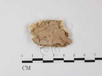 登錄號:F0015118藏品圖，第1張