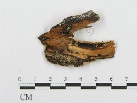 登錄號:F0015119藏品圖，第3張
