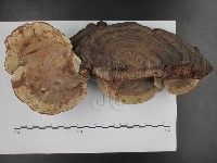 登錄號:F0015120藏品圖，第3張