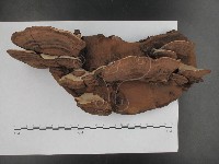 登錄號:F0015120藏品圖，第4張