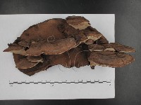 登錄號:F0015120藏品圖，第5張