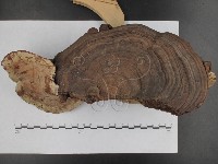 登錄號:F0015120藏品圖，第6張