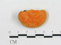 血紅密孔菌藏品圖，第1張