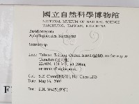 韌革菌屬藏品圖，第2張