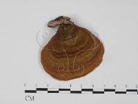 韌革菌屬藏品圖，第1張