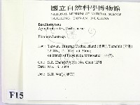 顯絲菌屬藏品圖，第2張