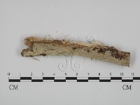登錄號:F0015134藏品圖，第1張
