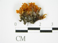 登錄號:F0015137藏品圖，第4張