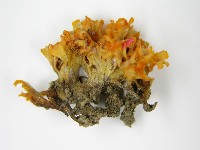登錄號:F0015137藏品圖，第6張