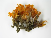 登錄號:F0015137藏品圖，第1張