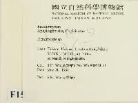 樹狀皮革菌屬藏品圖，第2張