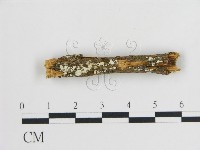 樹狀皮革菌屬藏品圖，第1張