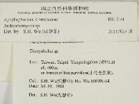 傑克菌屬藏品圖，第2張