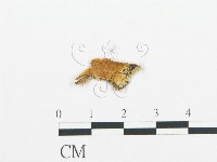 登錄號:F0015144藏品圖，第1張