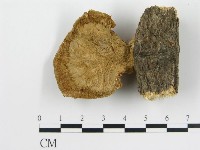 波邊革菌屬藏品圖，第1張