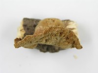 波邊革菌屬藏品圖，第4張