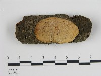 登錄號:F0015159藏品圖，第1張